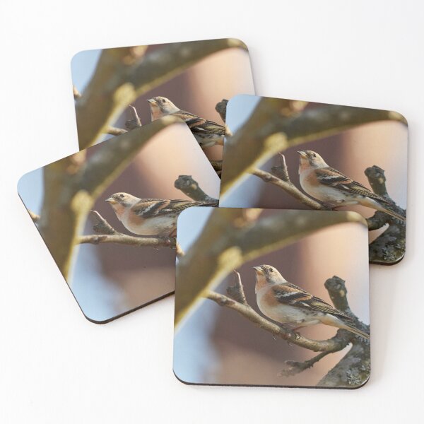 Item preview, Brambling stopped designed and sold by Jouko Lehto Photography.