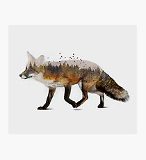 Red Fox Photographic Print