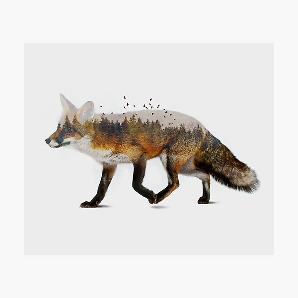 Red Fox Photographic Print