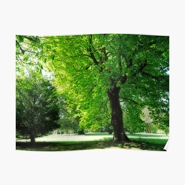 Boy sitting under the tree Poster