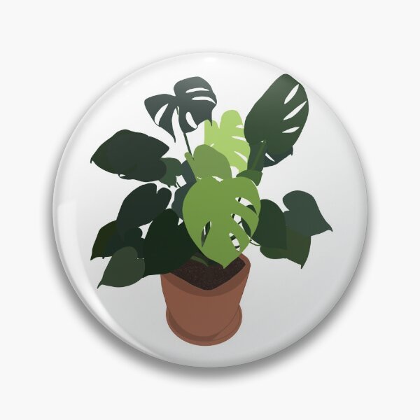 Multicolour Sprawling monstera in a pot Pin