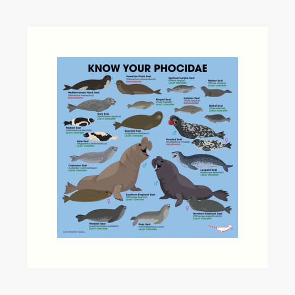 Item preview, Know Your Phocidae designed and sold by Peppermint Narwhal.
