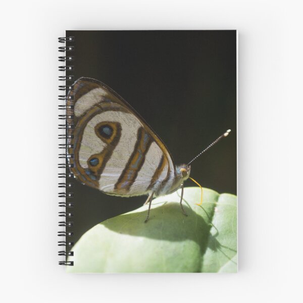 Item preview, Butterfly designed and sold by anafrancisconi.