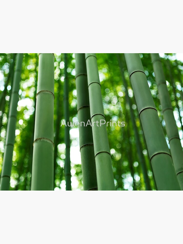 Art Print of Green stems of bamboo forest