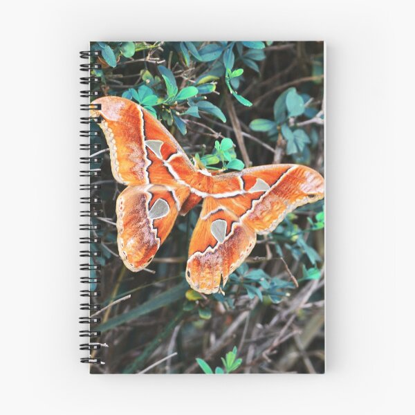 Item preview, Butterfly designed and sold by anafrancisconi.