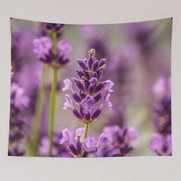 Artikelvorschau, Violettes Lavendel-Blumenplakat entworfen und verkauft von JD369.