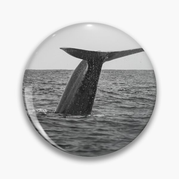 Item preview, Fluke of a Blue whale diving into the deep Atlantic, at Azores islands. designed and sold by AylaHarbich.