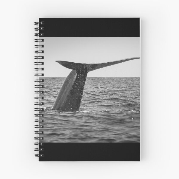 Item preview, Fluke of a Blue whale diving into the deep Atlantic, at Azores islands. designed and sold by AylaHarbich.