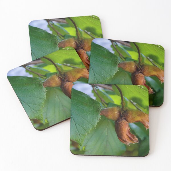 Item preview, Young hazelnuts grow on a branch designed and sold by Mahirov Shop.