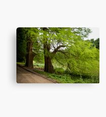Two monumental swamp cypresses Canvas Print