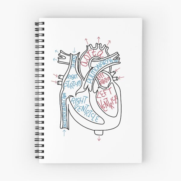 Item preview, scientific anatomical heart labelled  designed and sold by maddie-taylor-6.