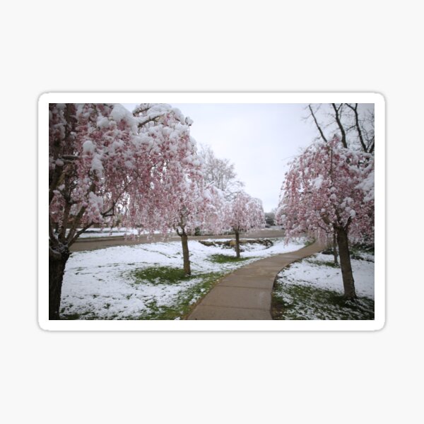 Item preview, Sakura bloom in Canadian Spring designed and sold by KimhengFineArt.