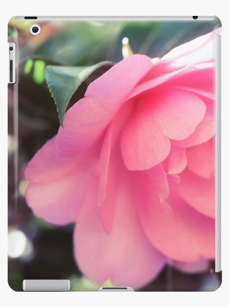 Funda y vinilo para iPad «Hermosa camelia japonesa rosa Camellia Japonica  primer plano artístico de una foto de arte de la flor de impresión» de  AwenArtPrints | Redbubble