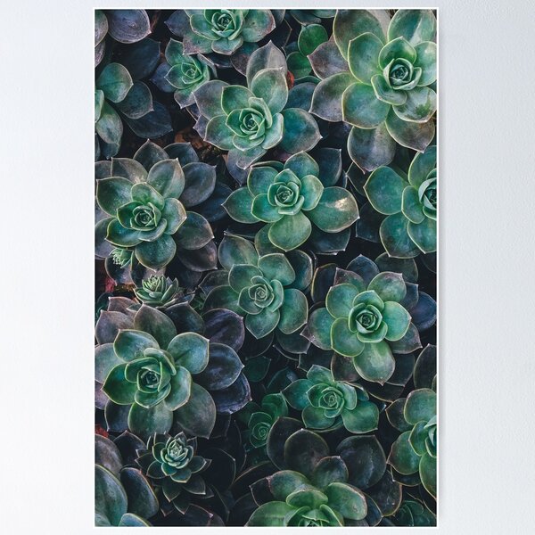 Item preview, Suculent  Plant  designed and sold by Fairies Flower  Garden.