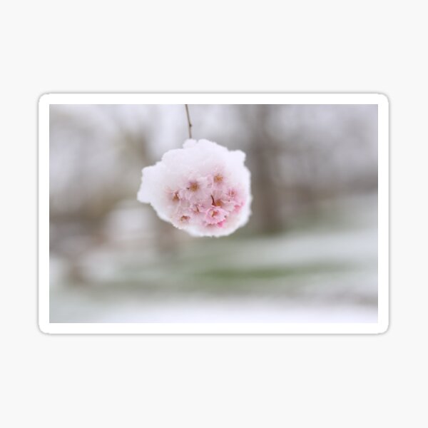 Item preview, Sakura bloom in snow designed and sold by KimhengFineArt.