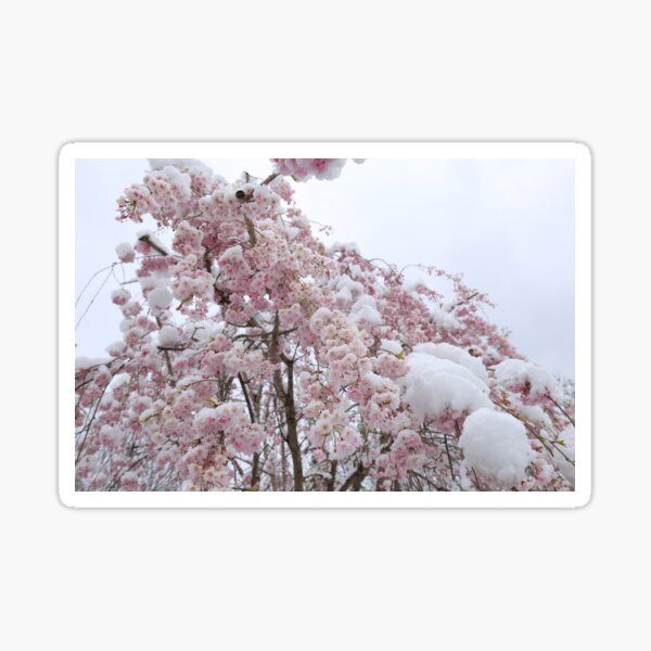 "Roses are red,April is grey, The next time you leave your house it is