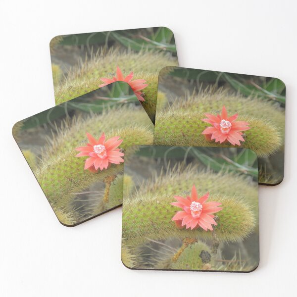 Item preview, Cleistocactus winteri flower designed and sold by greentiger1.