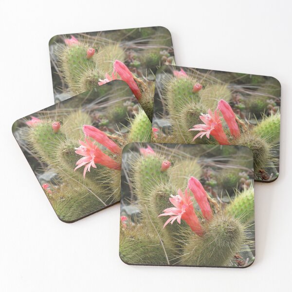 Item preview, Cleistocactus winteri flowers designed and sold by greentiger1.