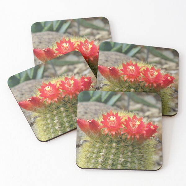 Item preview, Cleistocactus icosagonus flowers designed and sold by greentiger1.