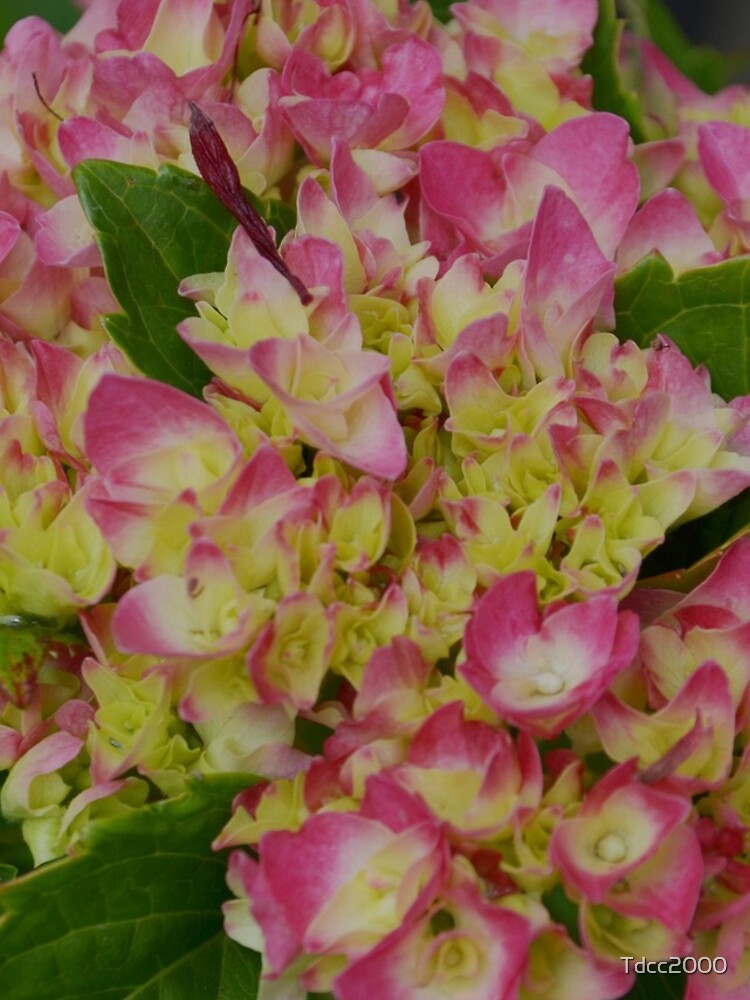Thumbnail 4 of 4, iPhone Case, Hydrangea First Spring Bloom designed and sold by Tdcc2000.
