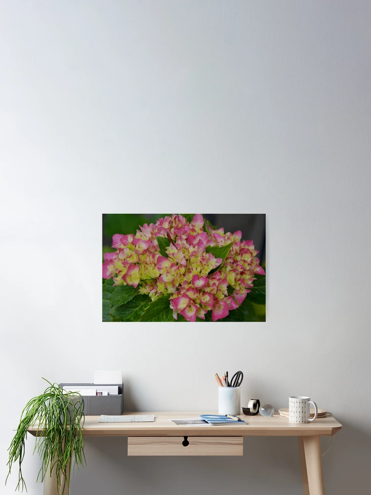 Thumbnail 2 of 3, Poster, Hydrangea First Spring Bloom designed and sold by Tdcc2000.