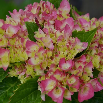 Artwork thumbnail, Hydrangea First Spring Bloom by Tdcc2000