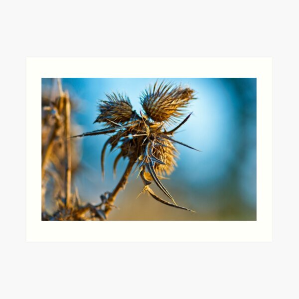Beauty in lifeless nature Art Print
