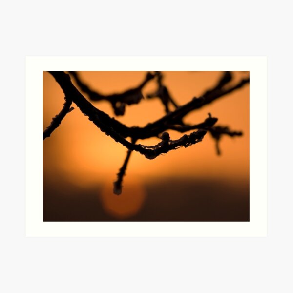 Branch in the sunrise Art Print