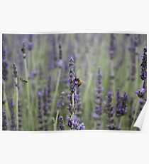 Purple nature Poster