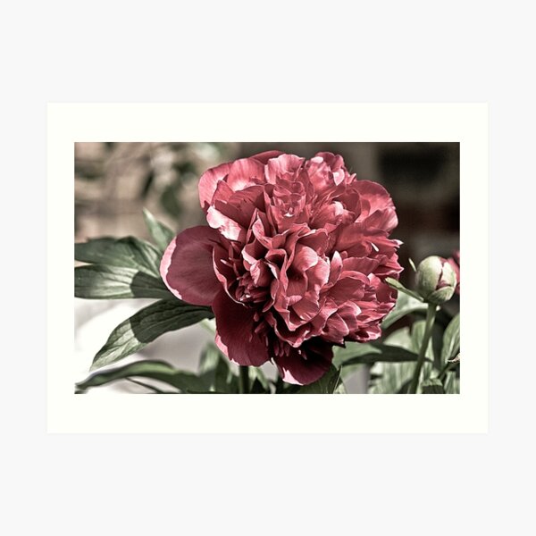 Peony Art Print