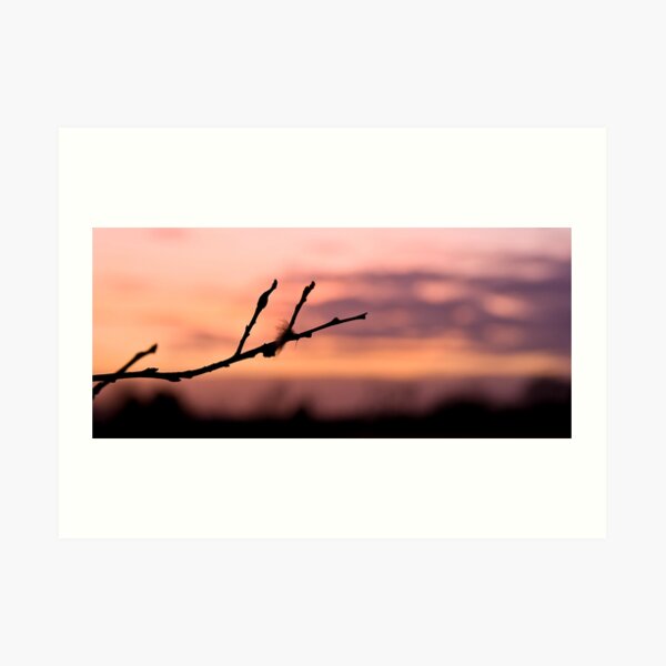 Twig at dusk Art Print