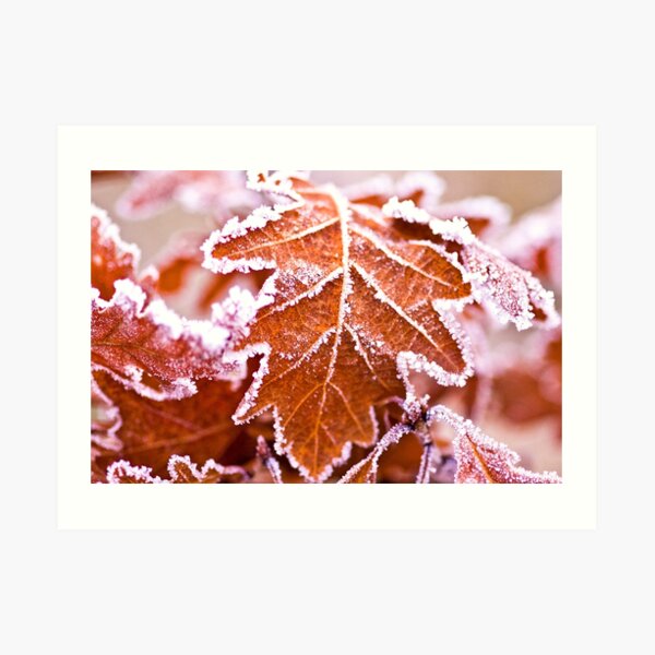Winter leaves Art Print