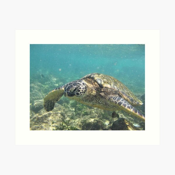 Sea Turtle Art Print, Kauai Art, Turtle Painting, Hawaiian Honu Paintings,  Childrens Wall Art, Ocean Sea Decor, Animal Prints, Beach Art 