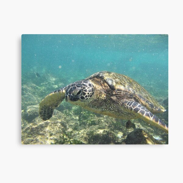 Item preview, underwater turtle designed and sold by FehrPhotos.