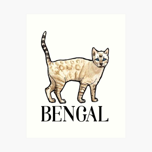Bengal Cat Snow lynx Art Print