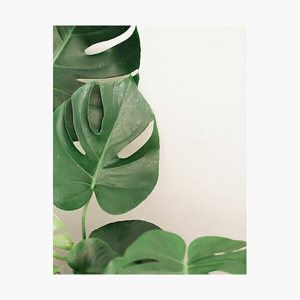 Plant Leaning Against The Wall Photographic Print