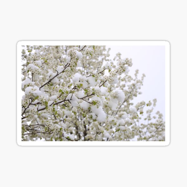 Item preview, cheery blossom in spring designed and sold by KimhengFineArt.