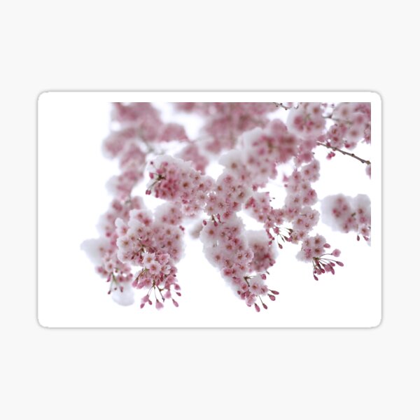 Item preview, Rose is red,April is grey, Spring is white and pink designed and sold by KimhengFineArt.