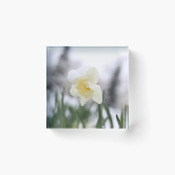 Item preview, Daffodil withstand spring snow.  designed and sold by KimhengFineArt.