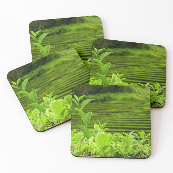 Item preview, Tea plantation Gorreana, Sao Miguel island, Azores travel destination. designed and sold by AylaHarbich.
