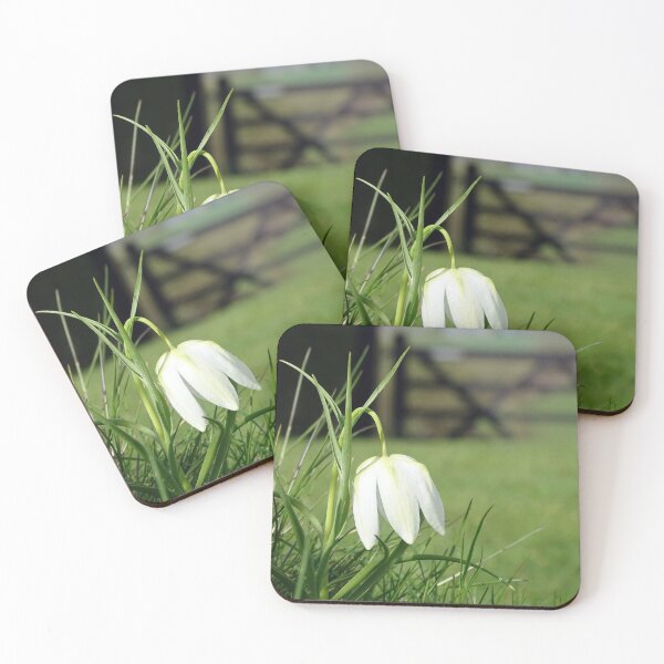Artikelvorschau, Fritillaria Meleagris Alba entworfen und verkauft von Barrie Woodward.