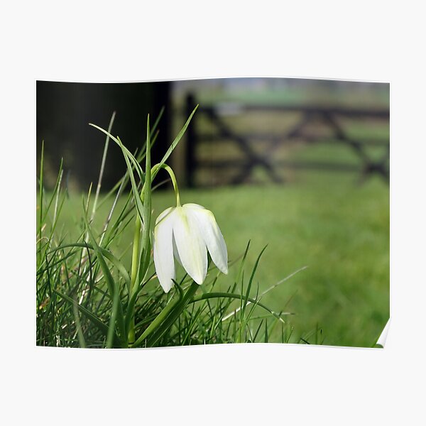 Fritillaria Meleagris Alba Poster