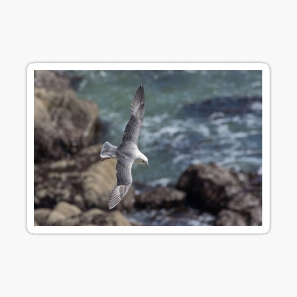 Item preview, Fulmar designed and sold by LaurenTucker.
