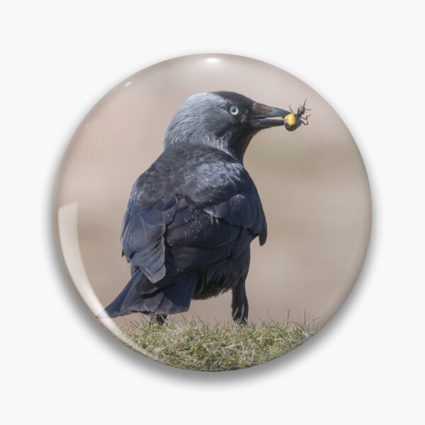Item preview, Jackdaw designed and sold by LaurenTucker.