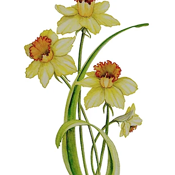 Artwork thumbnail, Daffodils by ColorSplendor