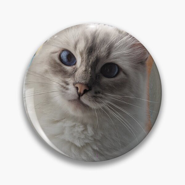 Item preview, Copy of Saoirseragdoll lynx ragdoll portrait photo designed and sold by Fluffycat2020.