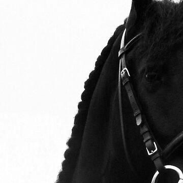 Artwork thumbnail, Peekaboo Friesian Horse Black Baroque Stallion Photography Fine Art Print by tinaschofield