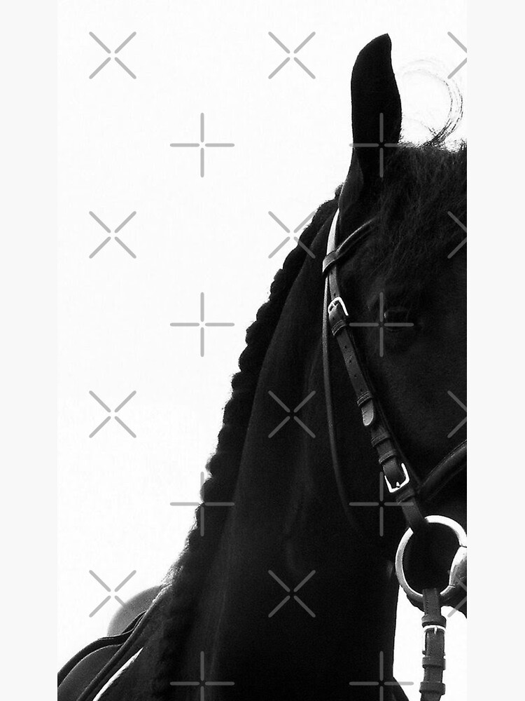 Peekaboo Friesian Horse Black Baroque Stallion Photography Fine Art Print by tinaschofield