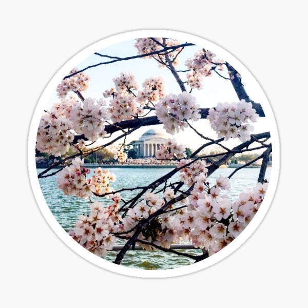 Cherry Blossoms Jefferson Memorial Sticker