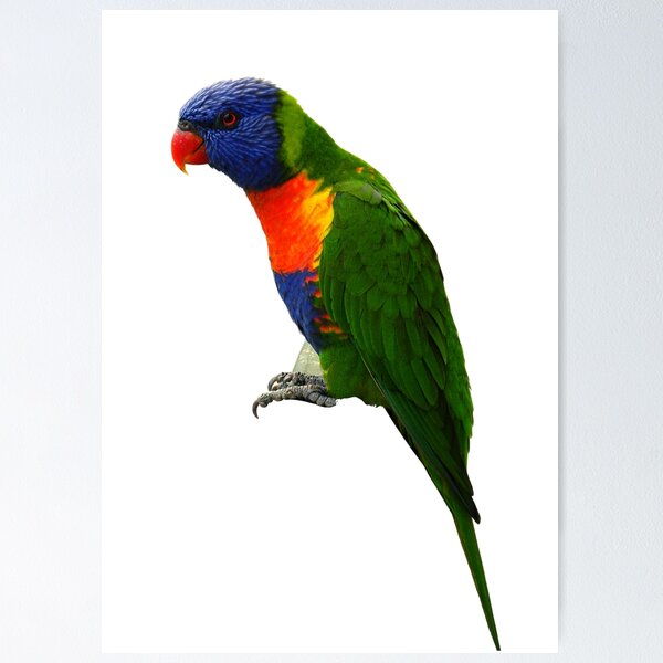 Item preview, Parrot Rainbow Lorikeet designed and sold by Miss Sparkle.